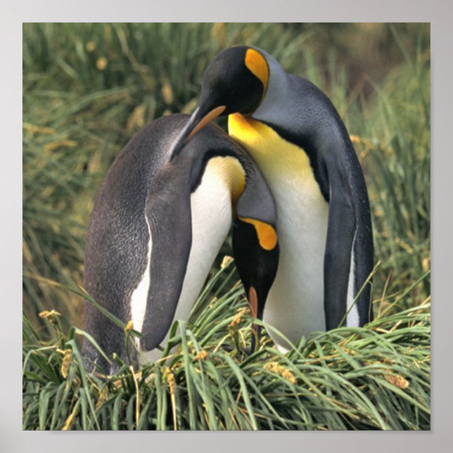 Póster King Penguin Lovers (Frente)