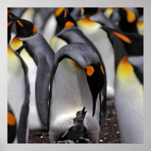 Póster King Penguin with Chick