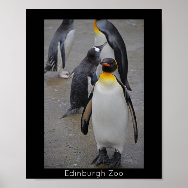 Póster King Penguin y amigos Zoológico de Edimburgo Escoc (Frente)