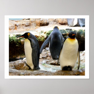 Póster King Penguins