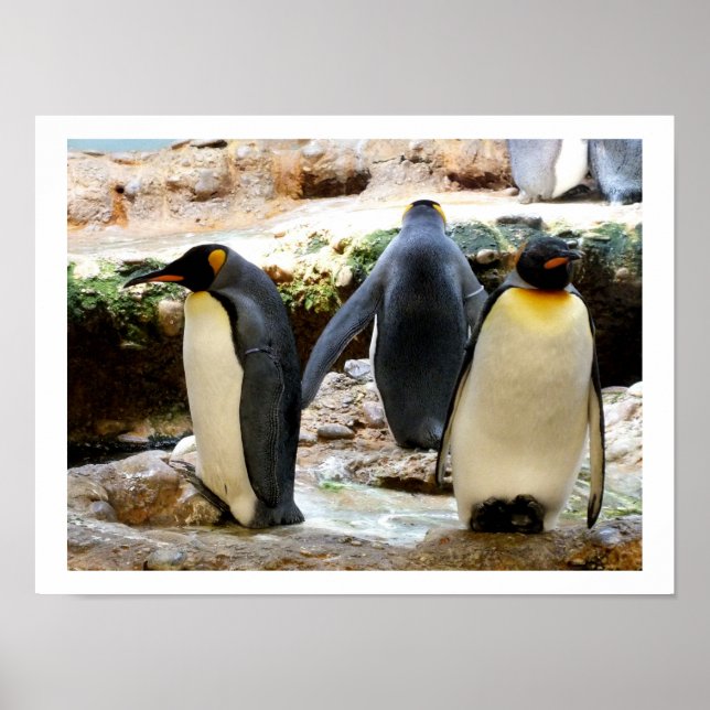 Póster King Penguins (Frente)