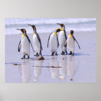 King Penguins at Beach