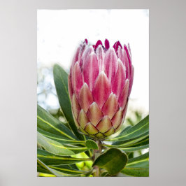 Póster King Protea Pink Poster Print