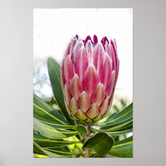 Póster King Protea Pink Poster Print (Frente)