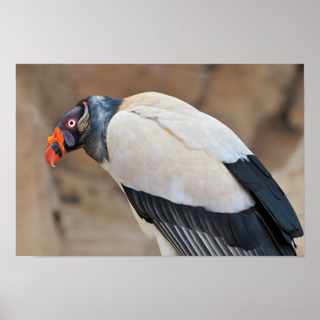 Póster King Vulture (Frente)