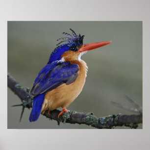 Póster Kingfisher malachita, Alcedo cristata, lago