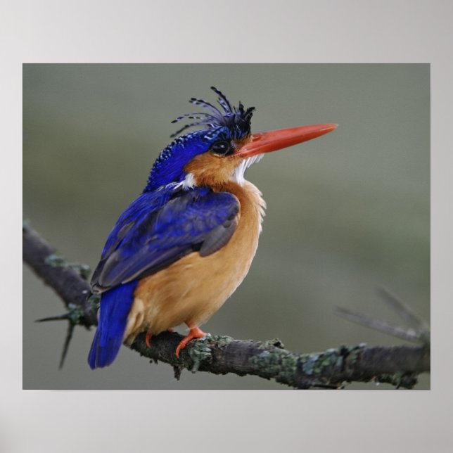 Póster Kingfisher malachita, Alcedo cristata, lago (Frente)