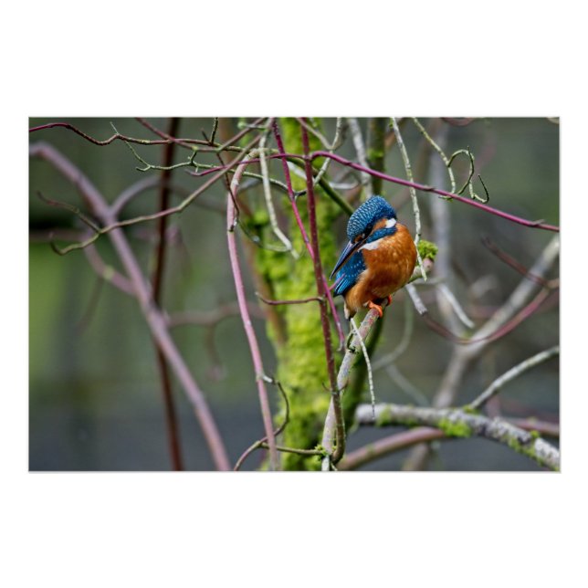 Póster Kingfisher sentado en una pequeña sucursal (Anverso)