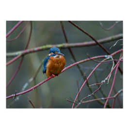 Póster Kingfisher sentado en una rama