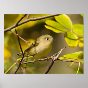 Póster Kinglet