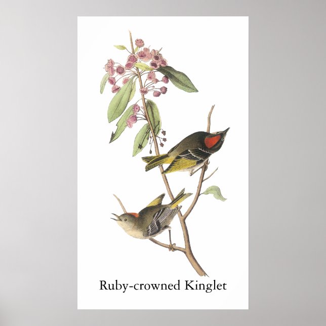 Póster Kinglet, coronado por el rubí, John Audubon (Frente)
