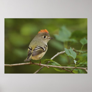 Póster Kinglet coronado por Ruby, Regulus calendula