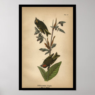 Póster Kinglet de cresta dorada impreso para aves de 1890