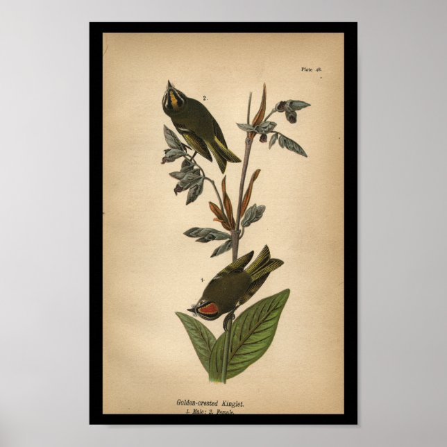 Póster Kinglet de cresta dorada impreso para aves de 1890 (Frente)