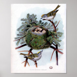 Póster Kinglet Golden Crowne
