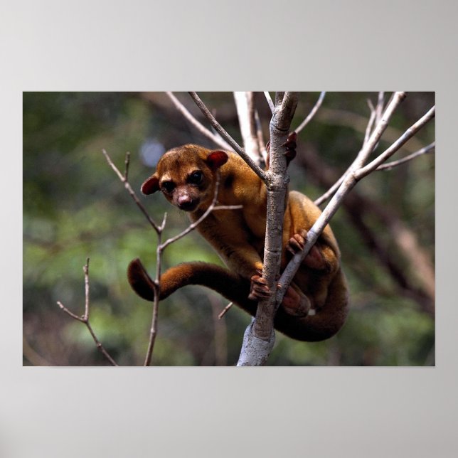 Póster Kinkajou (Sabor de fotos) (Frente)