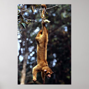 Póster Kinkajou (Sabor de fotos)