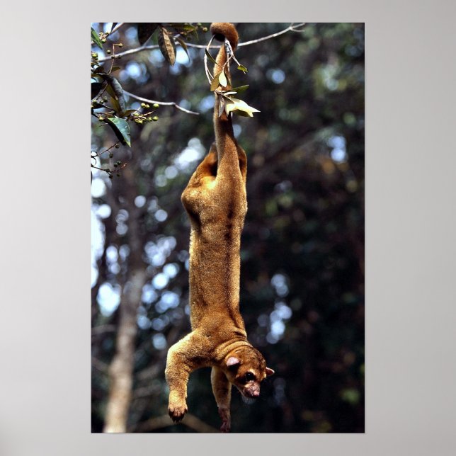 Póster Kinkajou (Sabor de fotos) (Frente)