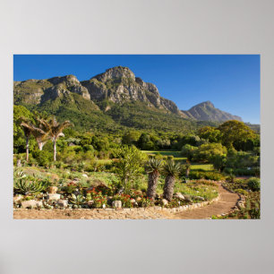 Póster Kirstenbosch Botanic Gardens, Cape Town
