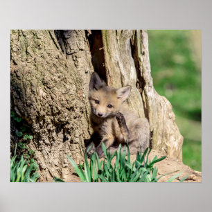 Póster Kit Fox 20x16 en el Valle Hudson