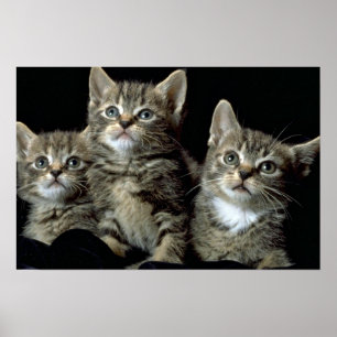 Póster Kit Kat Club