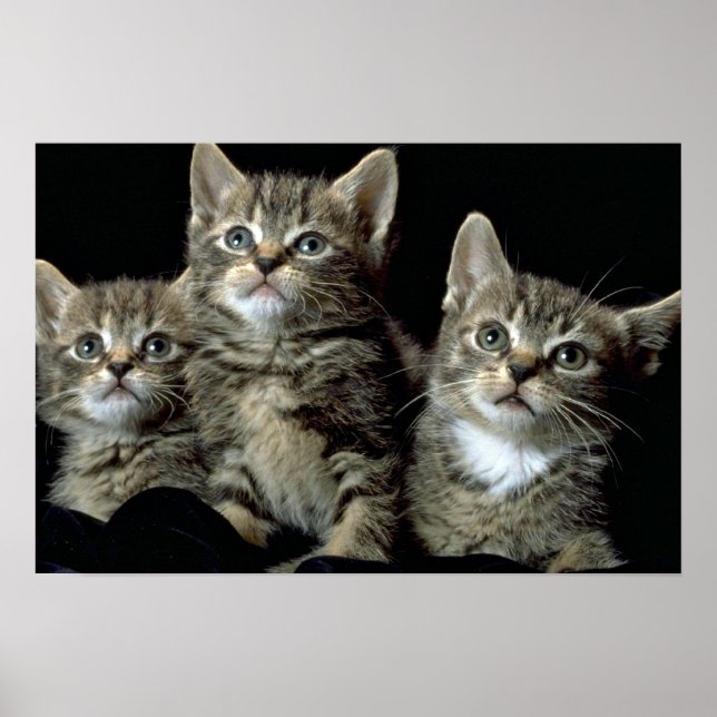 Póster Kit Kat Club (Frente)