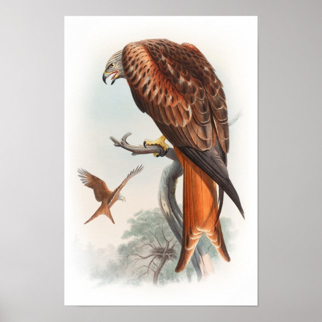 Póster Kite Gplomo Hawk John Gould Aves de Gran Bretaña (Frente)