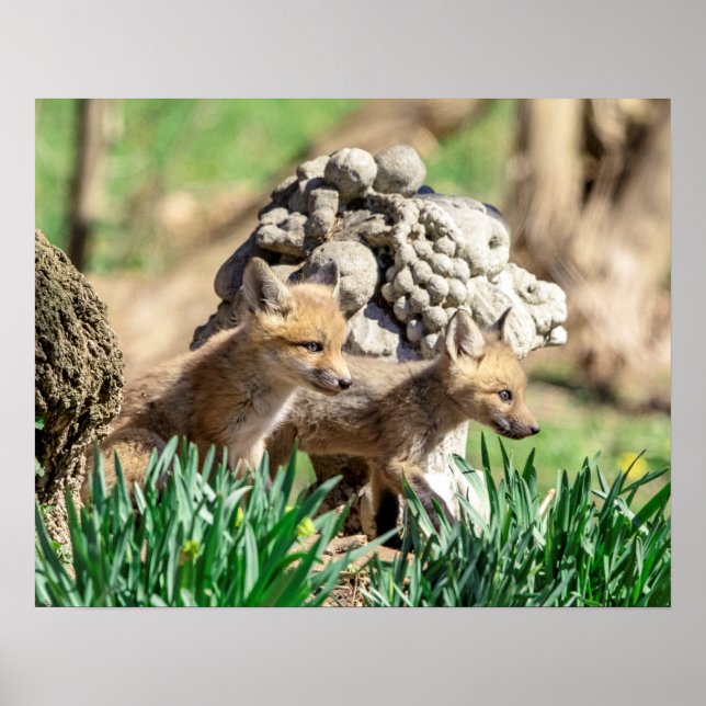 Póster Kits de Fox de 20 x 16 en el Valle de Hudson (Frente)