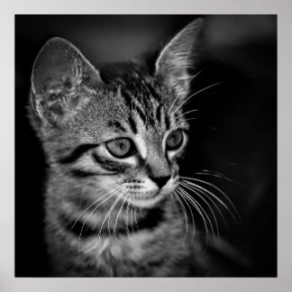 Póster kitten-405331 gato blanco negro gatito blanco NEGR