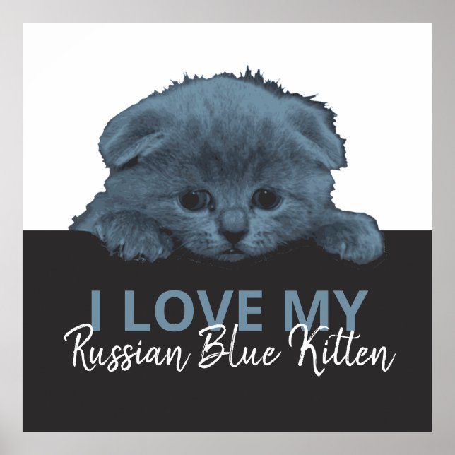 Póster Kitten azul ruso (Frente)