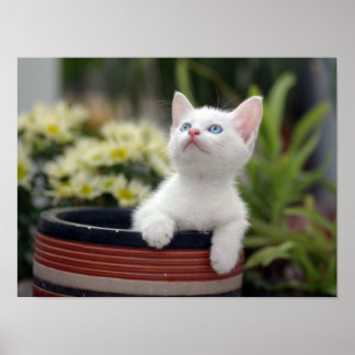 Póster Kitten blanco turco