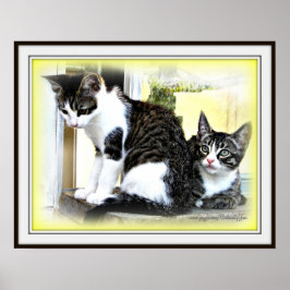 Póster Kitten cuteness poster