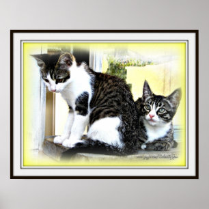 Póster Kitten cuteness poster