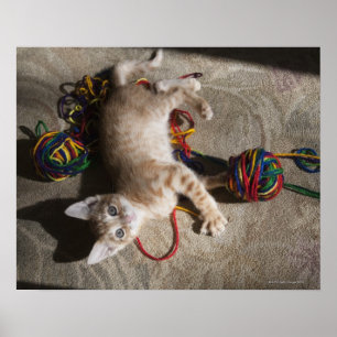 Póster Kitten Jugando Con Yarn