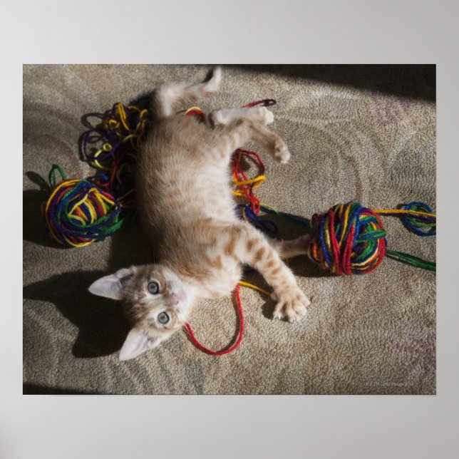 Póster Kitten Jugando Con Yarn (Frente)