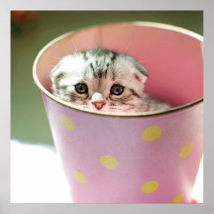 Póster Kitten Oculting