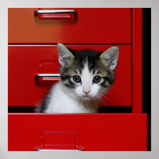 Póster Kitten Peeking (Frente)