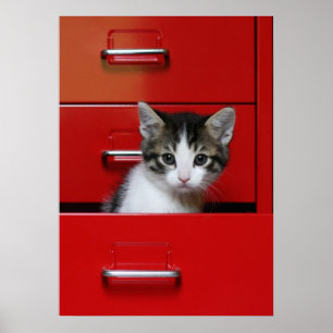 Póster Kitten Peeking