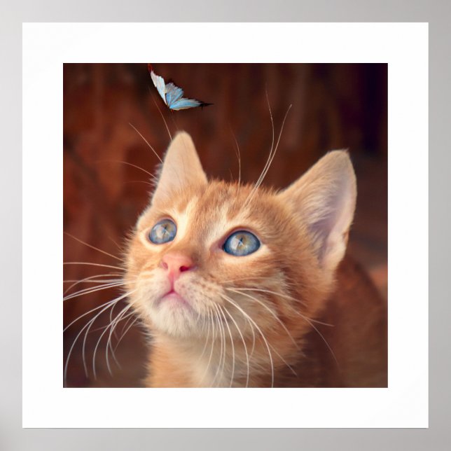 Póster Kitten Poster (Frente)