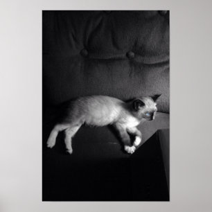 Póster Kitten poster