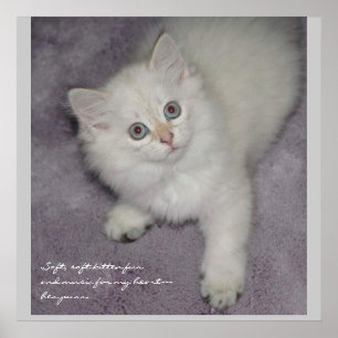 Póster Kitten Poster