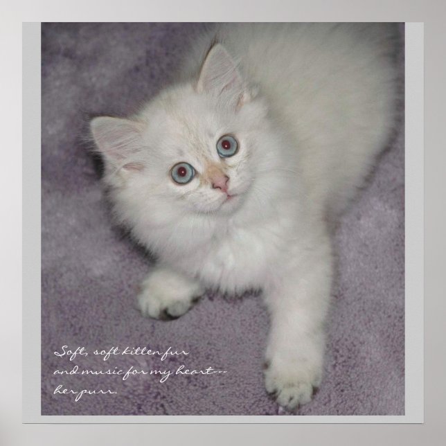 Póster Kitten Poster (Frente)