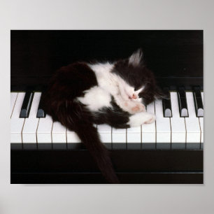 Póster Kitten Poster