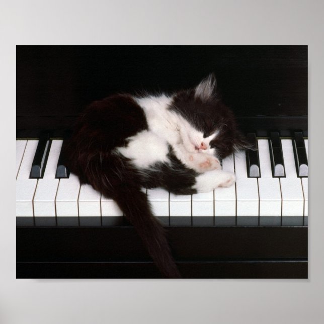 Póster Kitten Poster (Frente)