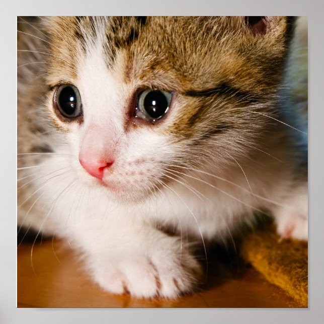 Póster Kitten poster (Frente)