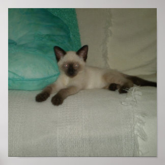Póster Kitten siamés