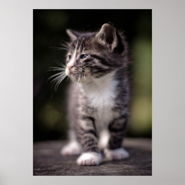 Póster Kitten Standing Tall (Frente)