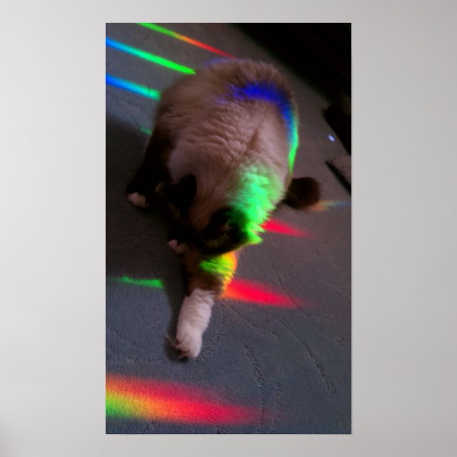 Póster Kitties = Luz y amor (Frente)