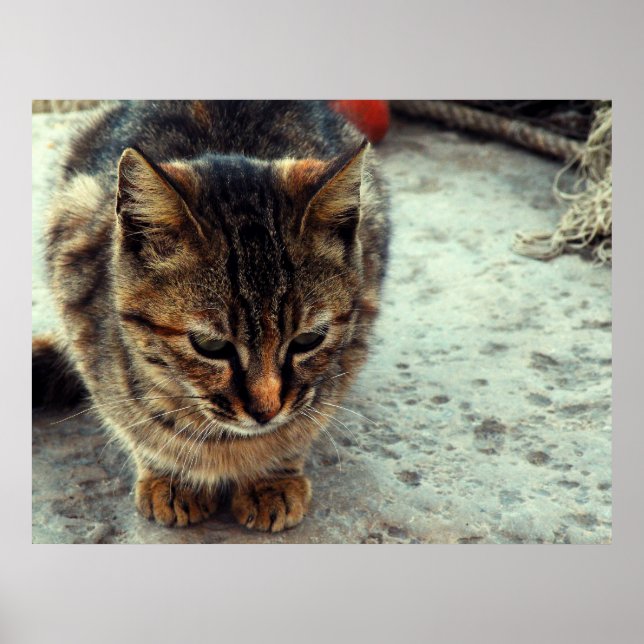 Póster Kitty (Frente)