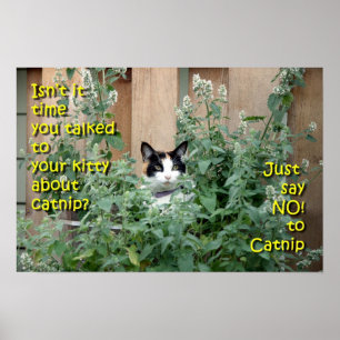 Póster Kitty_In_Catnip